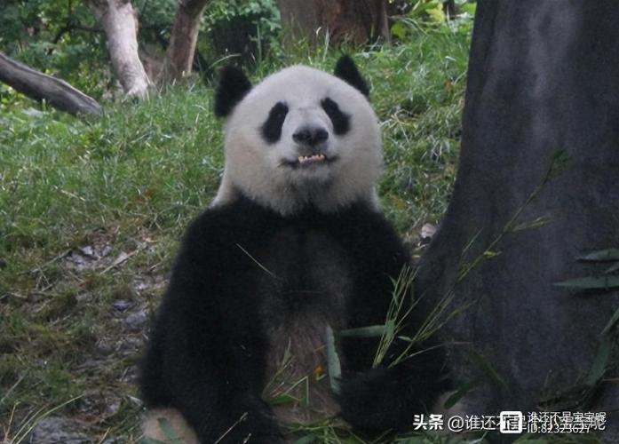 成都大熊猫繁育研究基地最开始是从野外救助的六只大熊猫进行繁育,三